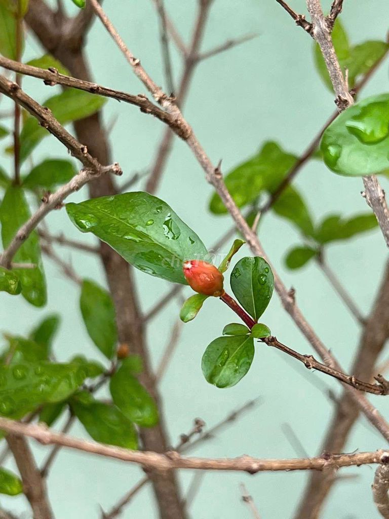 2 chậu lựu tím - lựu đen cây nhập