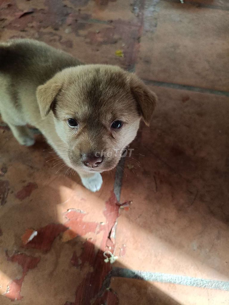 Cho tặng cún con. Mua bán Chó tại Quận Cẩm Lệ Đà Nẵng được đăng bởi Tiêu Linh hình 1