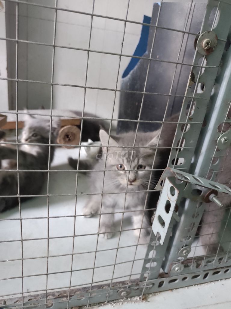 Mèo MaineCoon lai. Mua bán Mèo tại Huyện Hóc Môn Tp Hồ Chí Minh được đăng bởi Quy Le hình 3