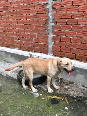 Tìm chủ mới. Mua bán Chó tại Huyện Bàu Bàng Bình Dương được đăng bởi Lương Hoàng