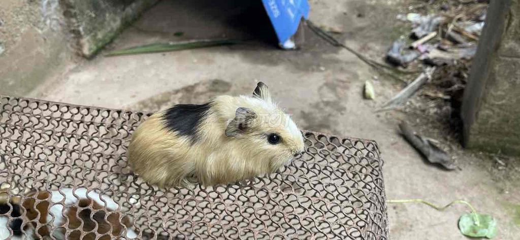 bọ ú chuột lang việt. Mua bán Thú cưng khác tại Huyện Tiền Hải Thái Bình được đăng bởi Hoi Pham hình 1
