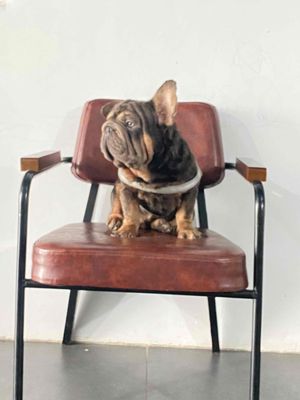 Chó Bull Pháp đực 10 tháng