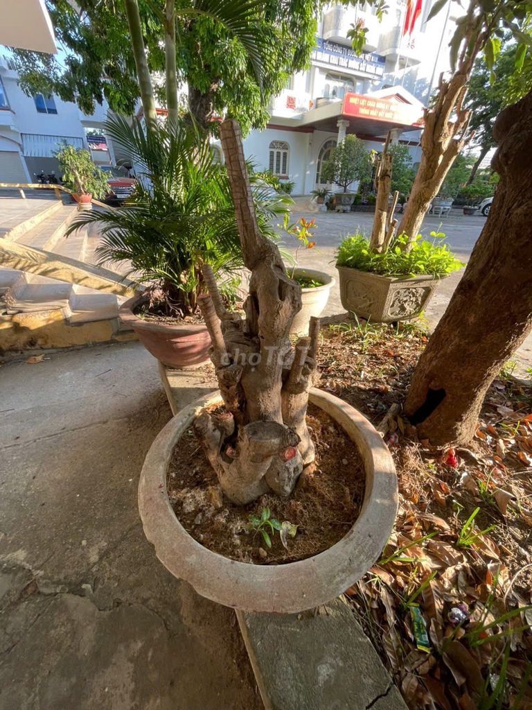 Cây cảnh Thuyết mộc lan siêu to. Mua bán Cây cảnh, đồ trang trí tại Quận Thanh Khê Đà Nẵng được đăng bởi tiến hình 1