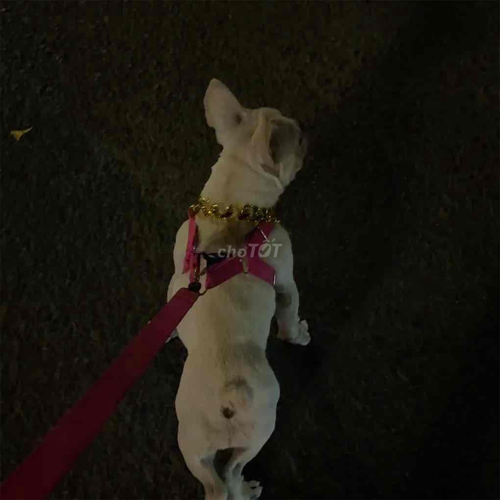 Chó Bull Pháp cái đang salo cho ae nào mua về phối. Mua bán Chó tại Huyện Bình Chánh Tp Hồ Chí Minh được đăng bởi PMT hình 1