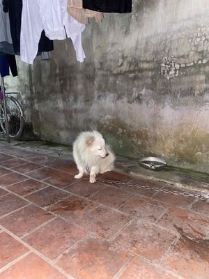 có chú chó cần bán ae ai cần liên hệ ạ