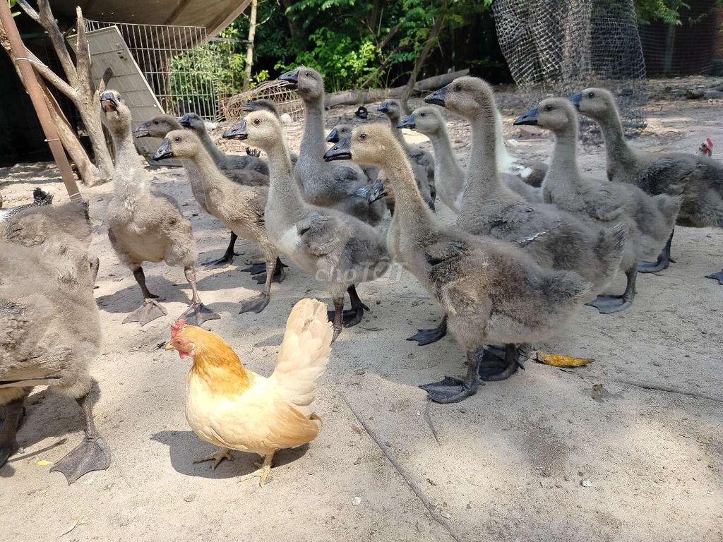 Ngỗng sư tử 2kg 1con đang thả vườn rất khoẻ. Mua bán Thú cưng khác tại Huyện Hóc Môn Tp Hồ Chí Minh được đăng bởi Công Ty TNHH Gà Giống Bình Dương  hình 1