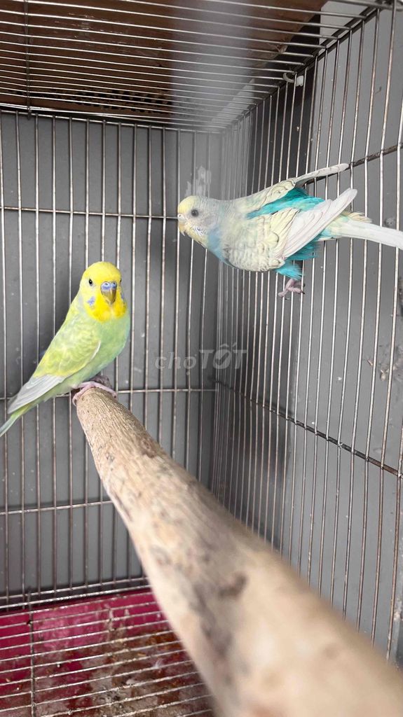 Chim Yến phụng Hà Lan Xanh, vàng. Mua bán Chim tại Quận 6 Tp Hồ Chí Minh được đăng bởi biozone hình 1