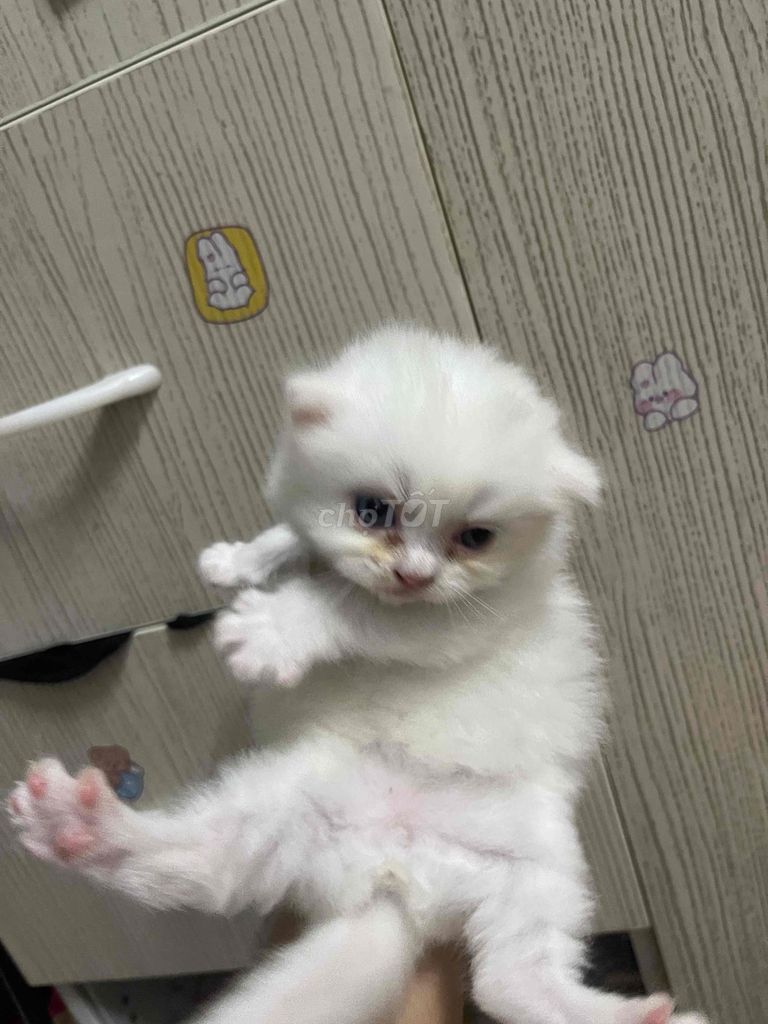 Mèo nhà đẻ cần tìm chủ mới ạ