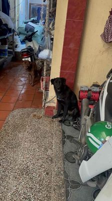 siêu thanh lý e cộc cái. Mua bán Chó tại Huyện Gia Lâm Hà Nội được đăng bởi huong liên