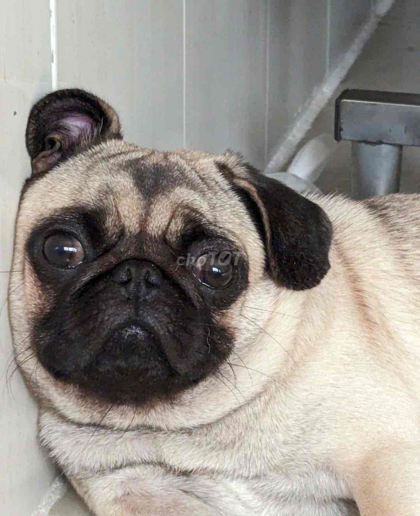 chó pug cái tơ tơ dang chữa  siêu xinh. Mua bán Chó tại Quận 1 Tp Hồ Chí Minh được đăng bởi bm hình 1