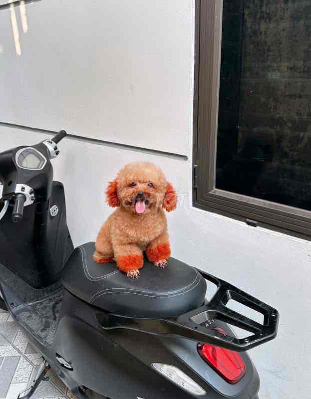 Chó Poodle Nâu đỏ. Mua bán Chó tại Thành phố Mỹ Tho Tiền Giang được đăng bởi Nguyễn Thị Huỳnh Mai hình 1
