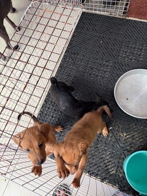 Chó Lạp xưởng lai chó cỏ