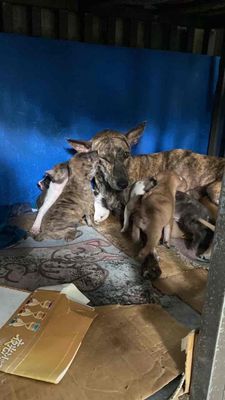 Chó Phú Quốc lai 20 ngày tuổi. Mua bán Chó tại Quận Liên Chiểu Đà Nẵng được đăng bởi Tên chưa cung cấp