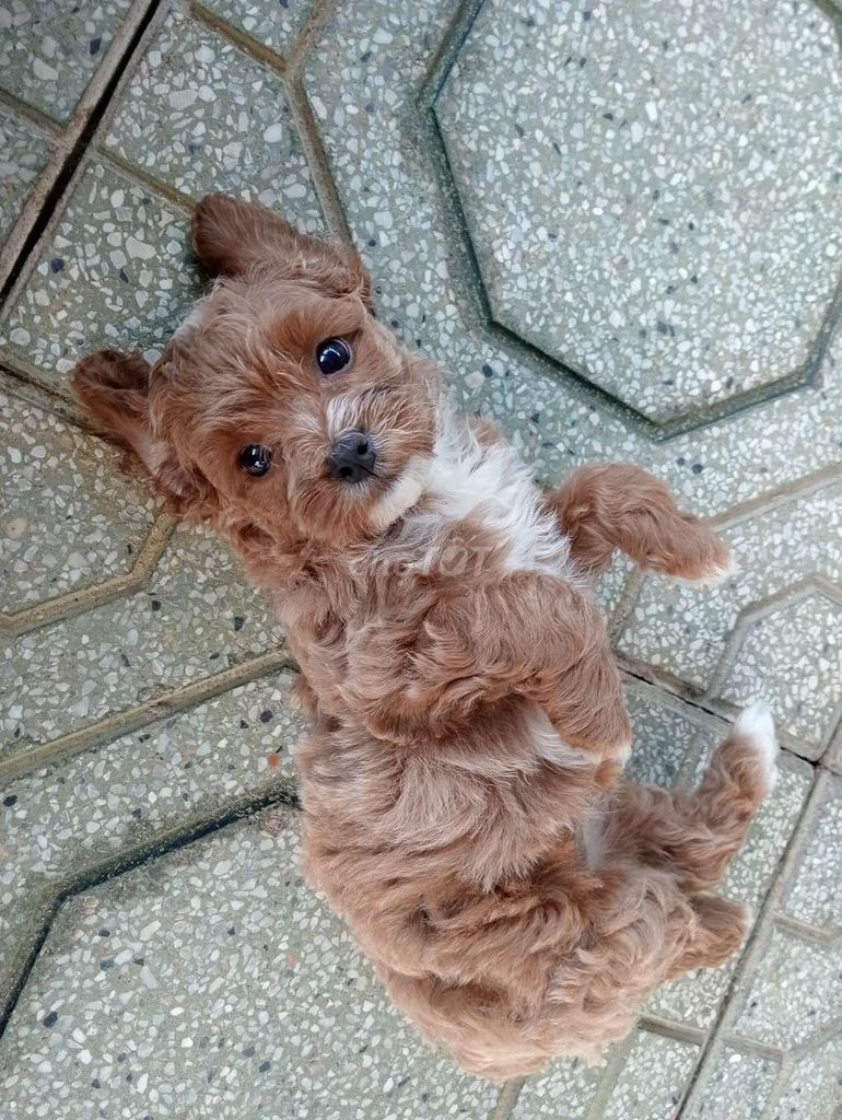 Chó Poodle con. Mua bán Chó tại Huyện Gò Dầu Tây Ninh được đăng bởi trần thị thu hạnh  hình 5