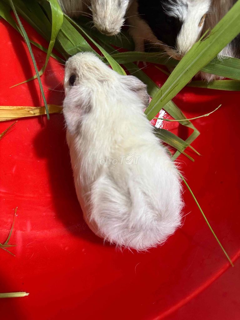 Bọ ú Trắng 2 tháng khỏe mạnh. Mua bán Thú cưng khác tại Quận Bình Tân Tp Hồ Chí Minh được đăng bởi gia kỳ hình 1