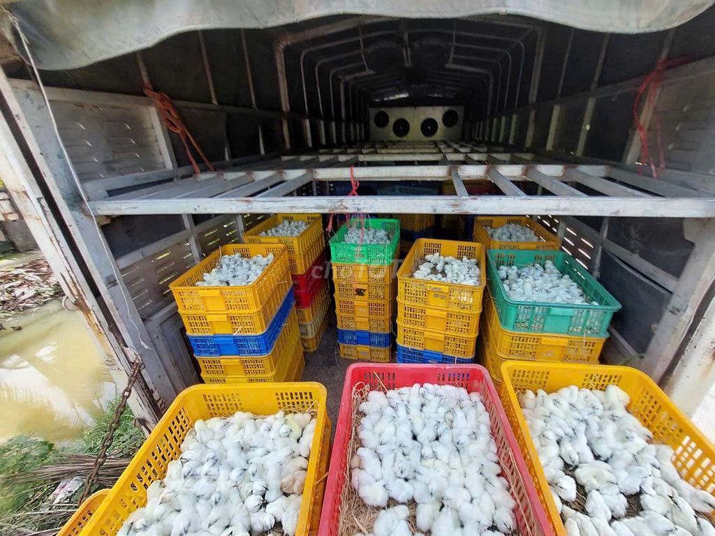 Gà ác con 1 tuần tuổi. Mua bán Gà tại Thành phố Buôn Ma Thuột Đắk Lắk được đăng bởi bùi văn long hình 1