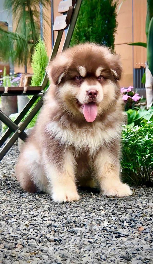 Alaska Size đại Nhập Trung. Mua bán Chó tại Thành phố Buôn Ma Thuột Đắk Lắk được đăng bởi DOG SAM FARM  hình 1