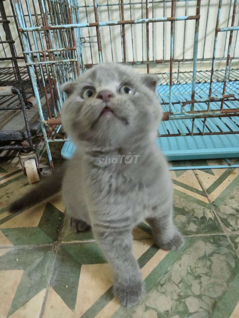 Mèo Tai cụp Đực, Cái Xám, Trắng xám. Mua bán Mèo tại Huyện Gia Lâm Hà Nội được đăng bởi Hoahoa hình 1