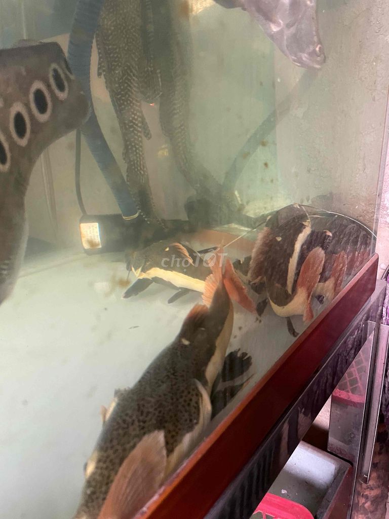 Cá hồng vỹ mỏ vịt 20cm+. Mua bán Thú cưng khác tại Quận 8 Tp Hồ Chí Minh được đăng bởi Hùng hình 1