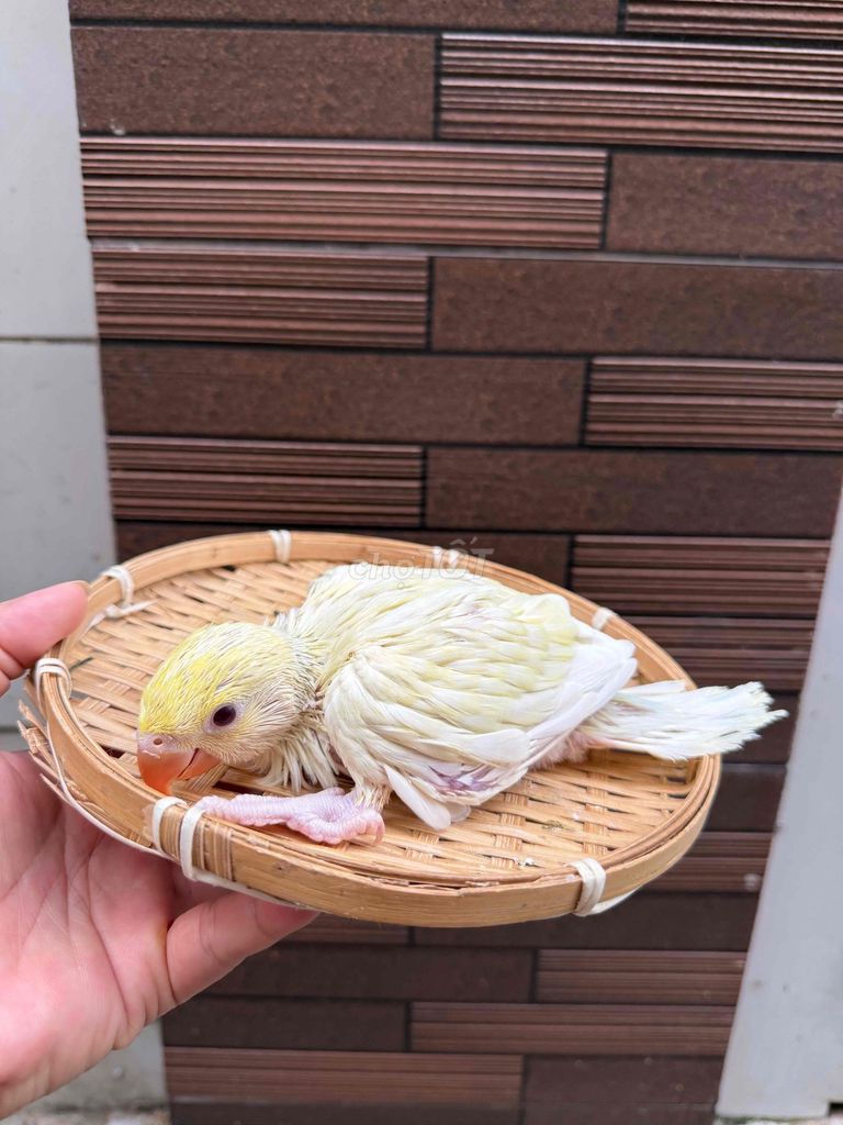 Chim non màu Vàng. Mua bán Chim tại Quận Tân Phú Tp Hồ Chí Minh được đăng bởi Thủy huỳnh hình 1