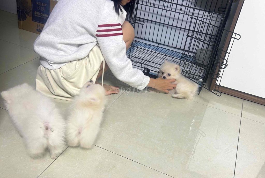 Chó Phốc Sóc Nhà đẻ có 3 em cần gả 2 em. Mua bán Chó tại Quận Hoàng Mai Hà Nội được đăng bởi Vũ hải nam hình 1