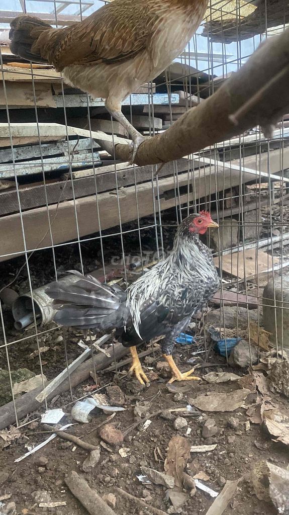 Gà Cuban cú 5 tháng tuổi. Mua bán Gà tại Huyện Xuân Lộc Đồng Nai được đăng bởi Nguyen Thanh Trung hình 1