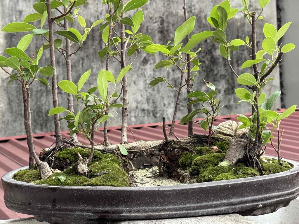 Cây si tai chuột dáng rừng dễ chăm sóc. Mua bán Cây cảnh, đồ trang trí tại Quận Hà Đông Hà Nội được đăng bởi Trần Thắm hình 1