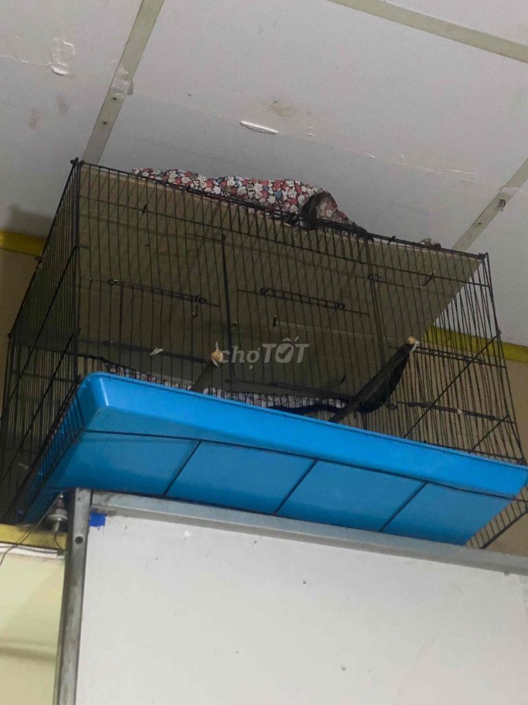 Lồng chim kim loại size 60. Mua bán Phụ kiện, Thức ăn, Dịch vụ tại Thành phố Thuận An Bình Dương được đăng bởi Đam Mê hình 1