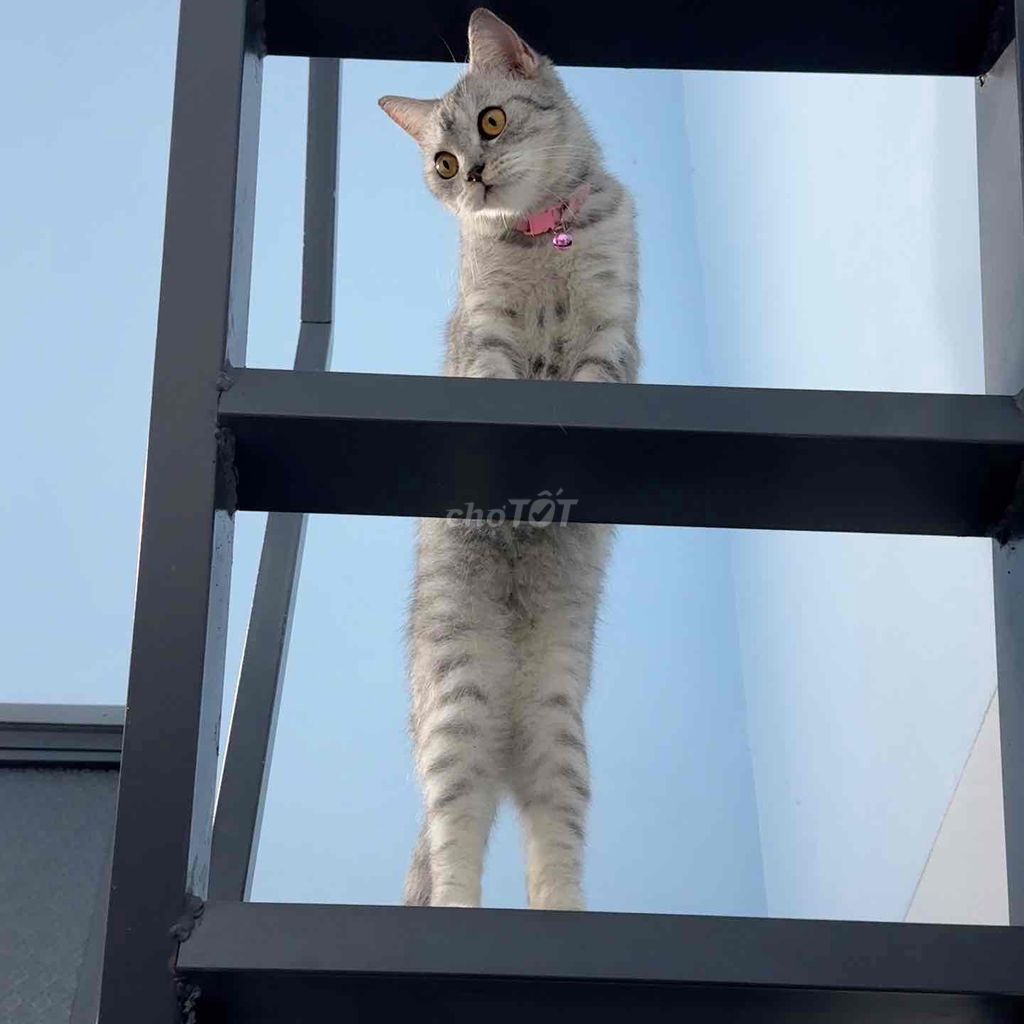 mèo anh long ngắn. Mua bán Mèo tại Quận Ninh Kiều Cần Thơ được đăng bởi Ngọc hình 1