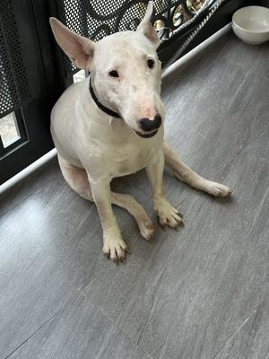 Chó sục bò bull terrier Cái trưởng thành