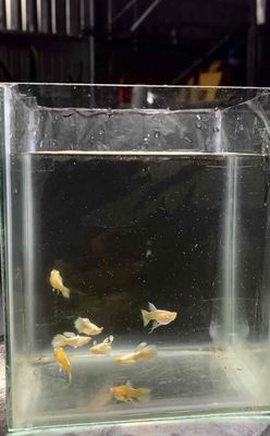 Cá cảnh Abino gold short. Mua bán Thú cưng khác tại Huyện Thanh Bình Đồng Tháp được đăng bởi HT Guppy GoldFish