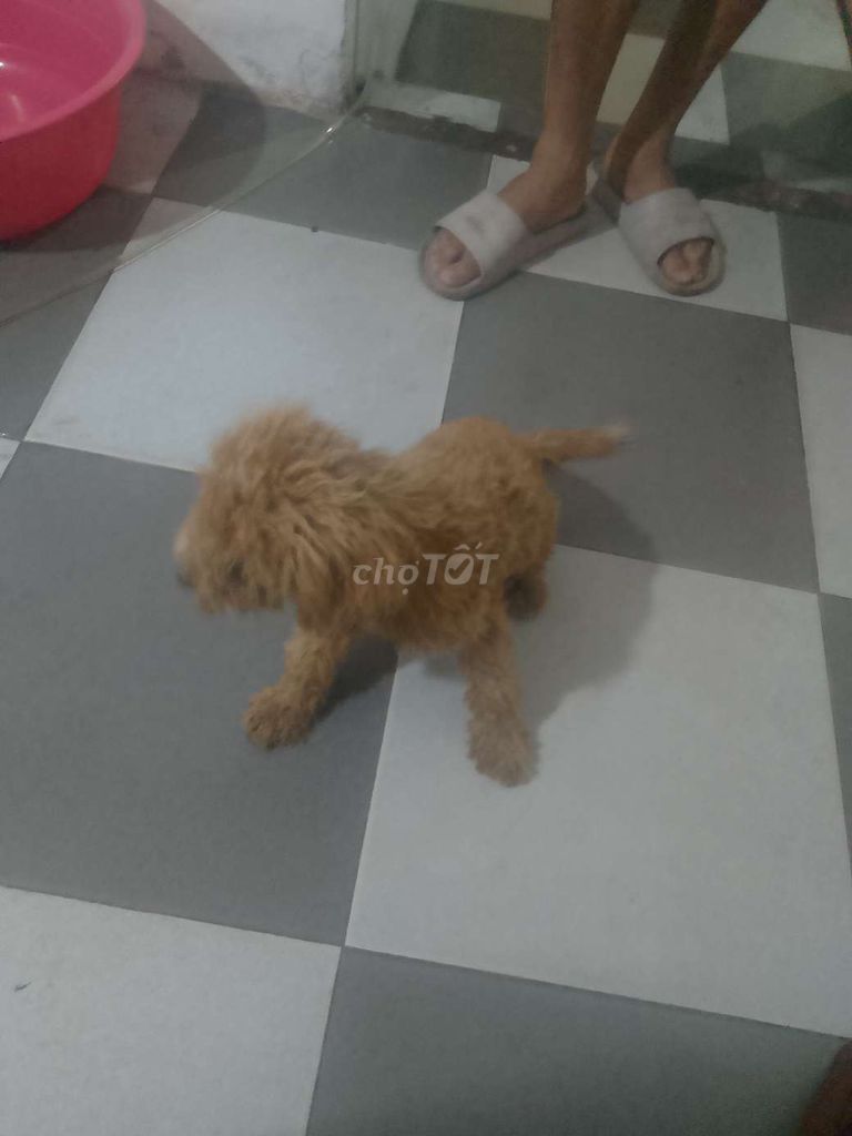 Không có thời gian nuôi muốn bán gọi số ***. Mua bán Chó tại Huyện Long Thành Đồng Nai được đăng bởi hùng còi hình 4