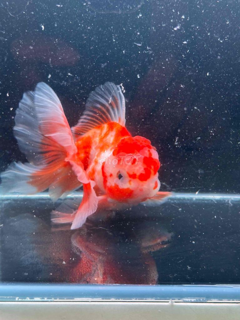 oranda lụa 3 ngón hơn. 300k