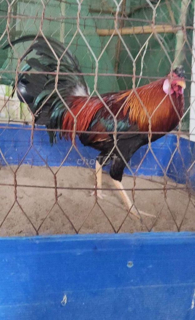 kelso sil trạng 3kg2,3kg3. Mua bán Gà tại Huyện Tịnh Biên An Giang được đăng bởi Mr Chicken AG hình 1