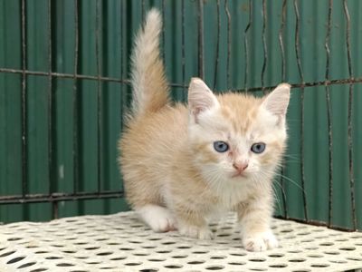 Mèo aln chân ngắn tìm chủ. Mua bán Mèo tại Huyện Đông Anh Hà Nội được đăng bởi Tạo