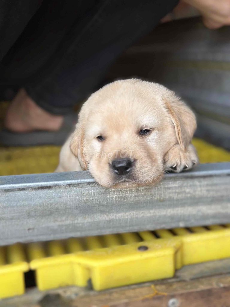 Labrador thuần chủng tìm bát mới ☘️☘️☘️. Mua bán Chó tại Thành phố Thủ Đức Tp Hồ Chí Minh được đăng bởi Huyền chip hình 1
