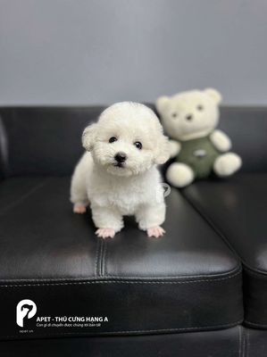Poodle tiny trắng tinh. Đực 2 tháng tuổi