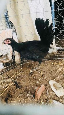 mái mĩ nồi. Mua bán Gà tại Huyện Mang Thít Vĩnh Long được đăng bởi Hưng Quoc