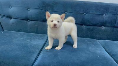 Chó Shiba Inu cái đã tiêm 1 mũi