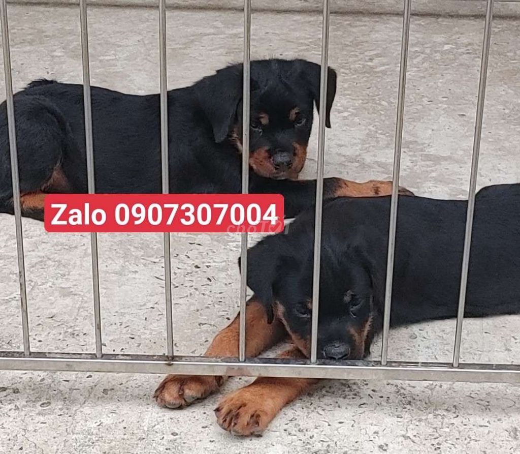 Chuyên Rottweiler.SG