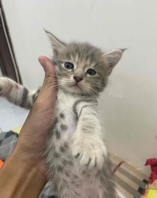 Mèo Nhà Đẻ. Mua bán Mèo tại Quận 12 Tp Hồ Chí Minh được đăng bởi Dương Ngọc Hải