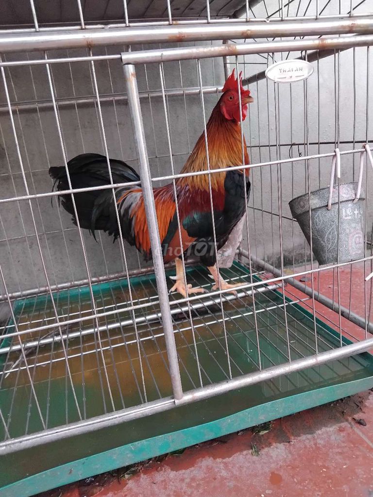 Gà tre trống 14 tháng màu Đỏ, đen, vàng. Mua bán Gà tại Quận Tây Hồ Hà Nội được đăng bởi Châu mao hình 1