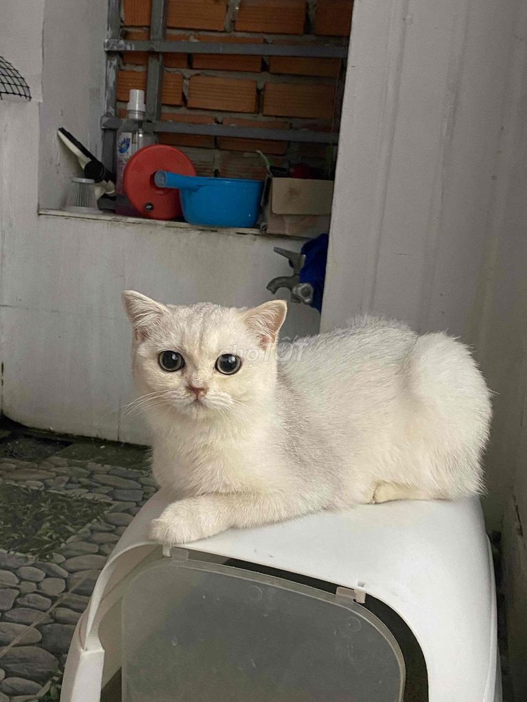 Gả bé silver 5 tháng