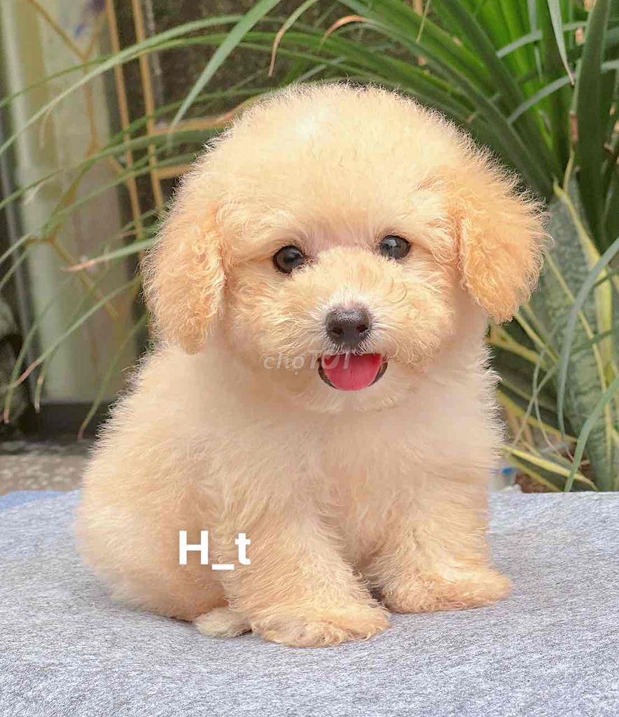 poodle xinh🥰. Mua bán Chó tại Quận Bình Tân Tp Hồ Chí Minh được đăng bởi huỳnh thật  hình 4