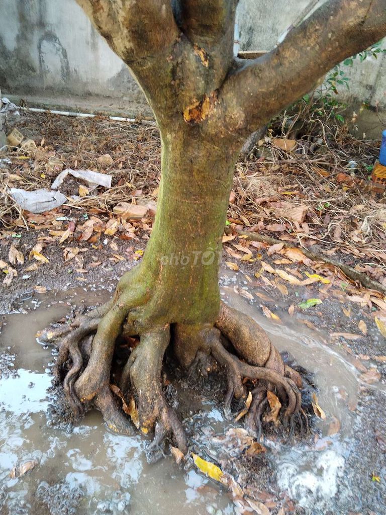 mai vàng 9 cánh hoành trên 70cm . Mua bán Cây cảnh, đồ trang trí tại Huyện Cao Lãnh Đồng Tháp được đăng bởi Lê Thiện hình 1