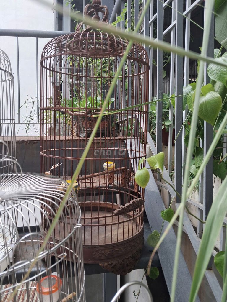 Lồng chim và phụ kiện. Mua bán Phụ kiện, Thức ăn, Dịch vụ tại Quận Đống Đa Hà Nội được đăng bởi Cường hình 1