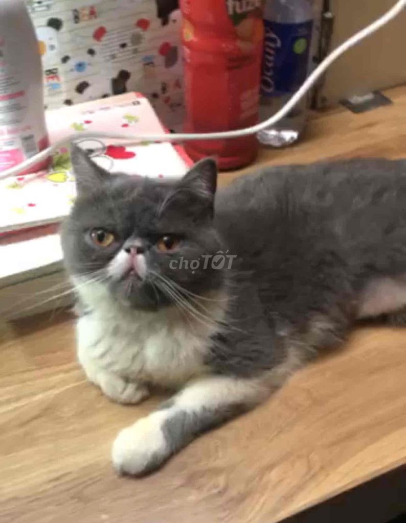 Mèo Ba Tư (exotic) Xám trắng - cái - trưởng thành. Mua bán Mèo tại Thành phố Thủ Đức Tp Hồ Chí Minh được đăng bởi My Nguyễn hình 1
