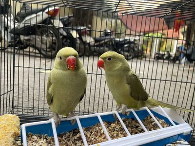 Vẹt Xanh lá Khỏe mạnh Nhanh nhẹn