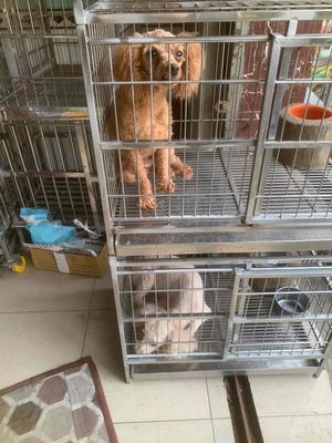 Chó poodle thuần chủng 💚💙 trắng full ❤️nâu đỏ. Mua bán Chó tại Quận 8 Tp Hồ Chí Minh được đăng bởi Cửa Hàng Thanh Lý Đồ Cũ Mới