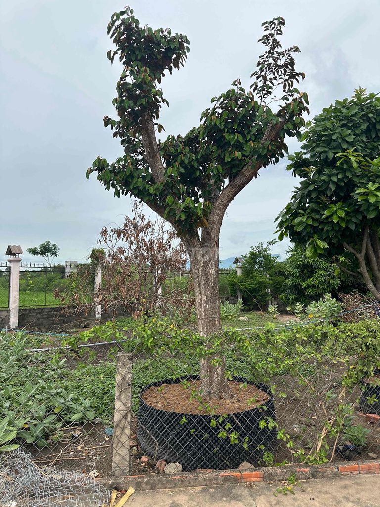 Cây ăn quả Vú sữa đã ủ kỹ. Mua bán Cây cảnh, đồ trang trí tại Huyện Hàm Thuận Bắc Bình Thuận được đăng bởi Son huynh hình 1